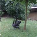 Courting Swans 1
